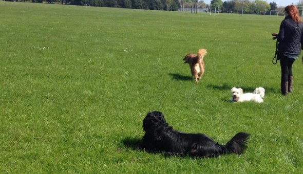 Dog Walker
