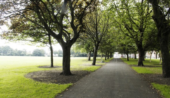 Trees in Fairview Park